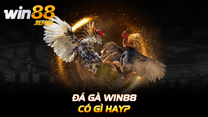 Đá gà win88 có gì hay?