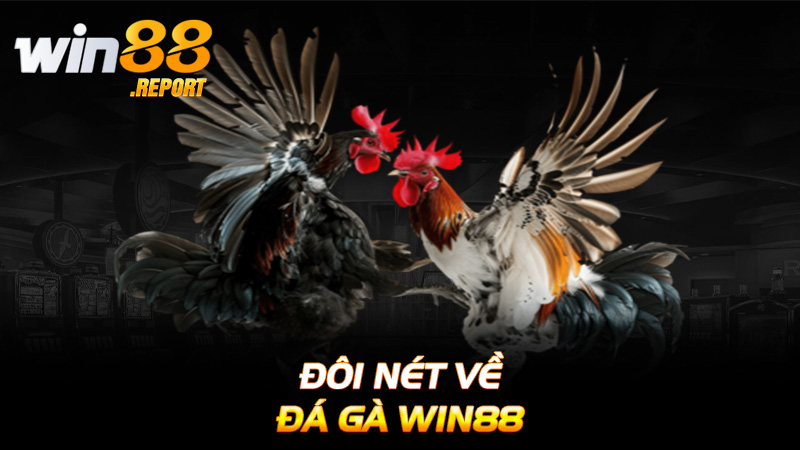 Đôi nét về đá gà win88